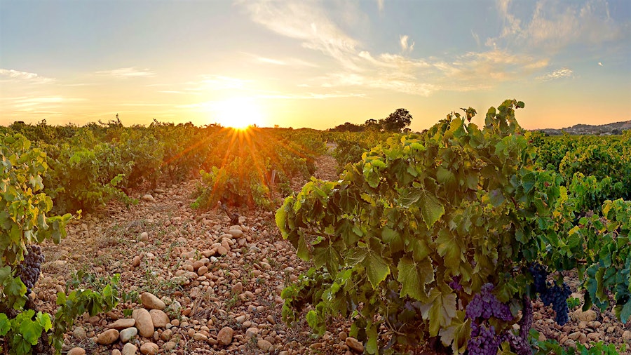 In the Southern Rhône Valley, the Brotte family's Domaine Barville is a source of fantastic Châteauneuf-du-Pape wines.10 Delicious Rhône Valley Wines Up to 92 Points