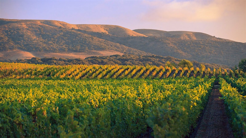 Winemaking as Metronome: How Greg Brewer’s Wines Come to Be